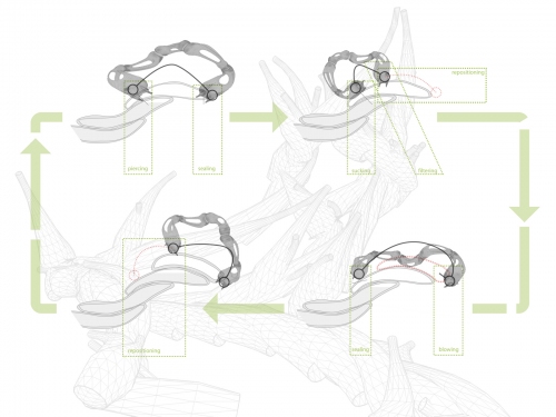 17xiiworm-diagram2